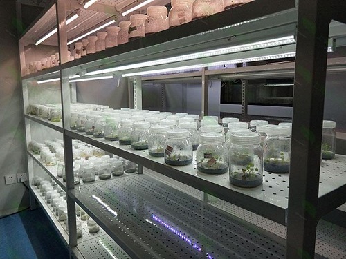 桃江植物组织培养实验室设计建设方案